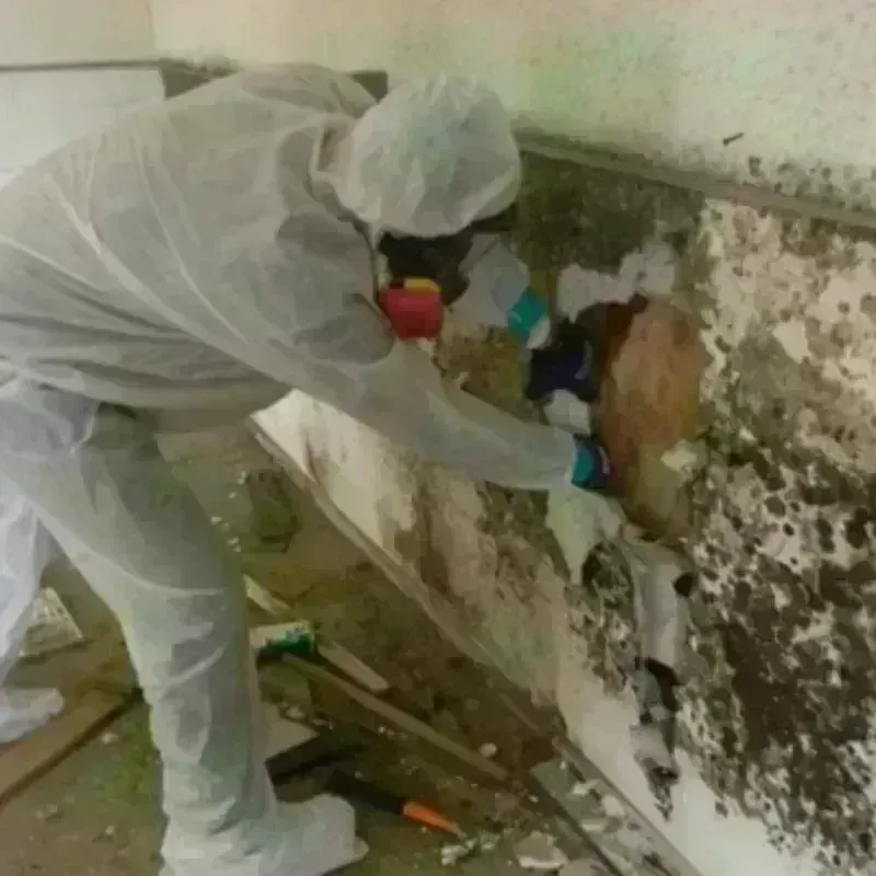 Mold Remediation and Removal in Lewiston, ME